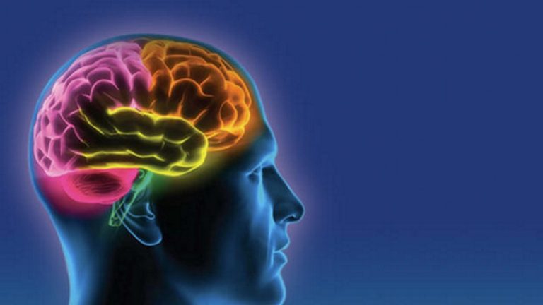 magnézium és az agy